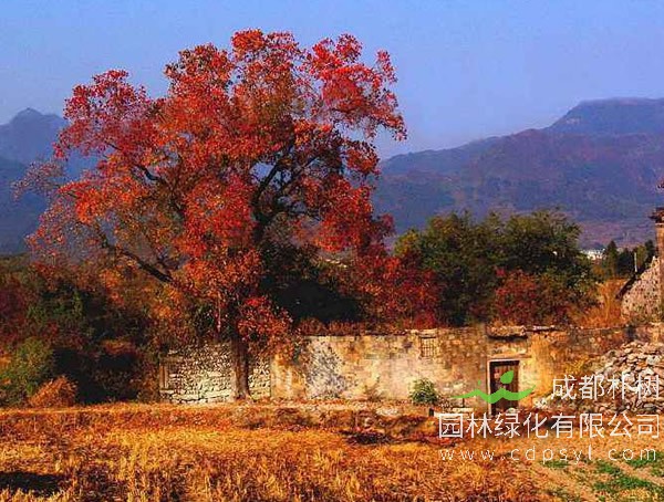 山乌桕的主要价值有哪些？