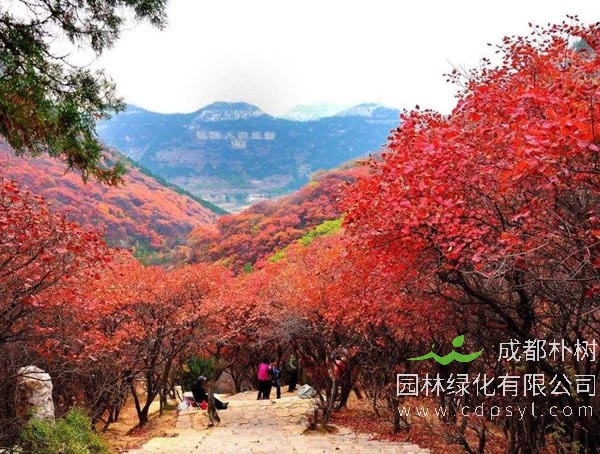 山乌桕是什么植物？