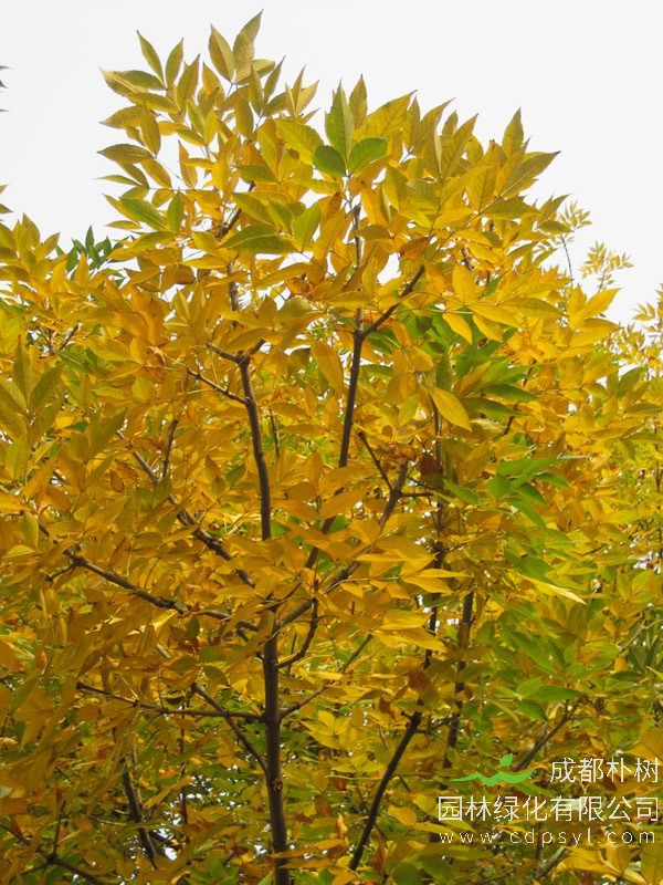 白蜡树的功效与价值，白蜡树有什么作用？