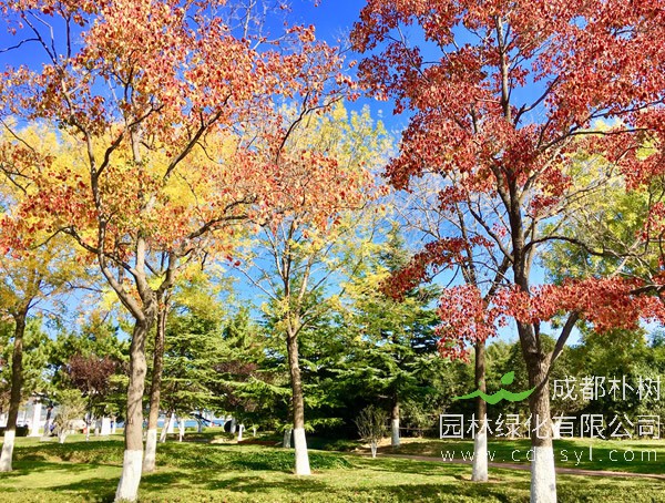 绿化苗木中的白蜡树是常绿树吗？