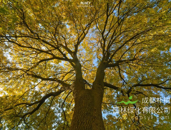 白蜡树的种类，白蜡共分几种？