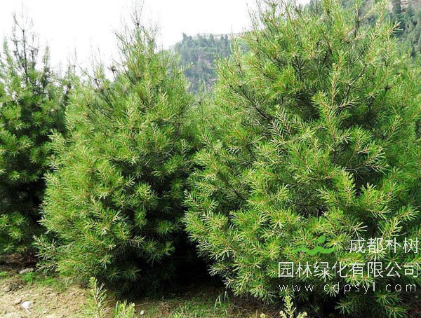 白皮松价格-图片-形态特征-生长习性以及主要价值