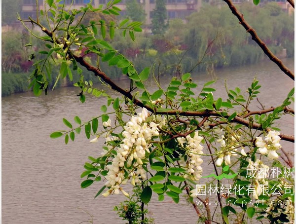 榆树的价格-图片-形态特征-主要品种-主要价值以及植物文化