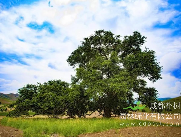 榔榆和山榆树是同一种树么？有哪些区别？