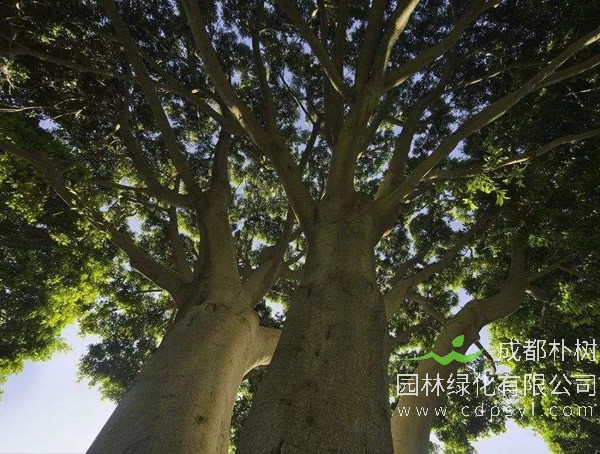 榔榆和榆树有什么区别？