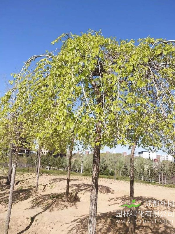 龙爪榆的生长习性是怎样的？