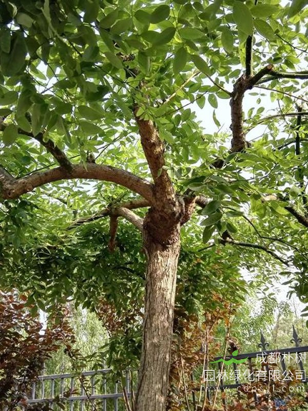 龙爪榆的榆钱能吃吗?