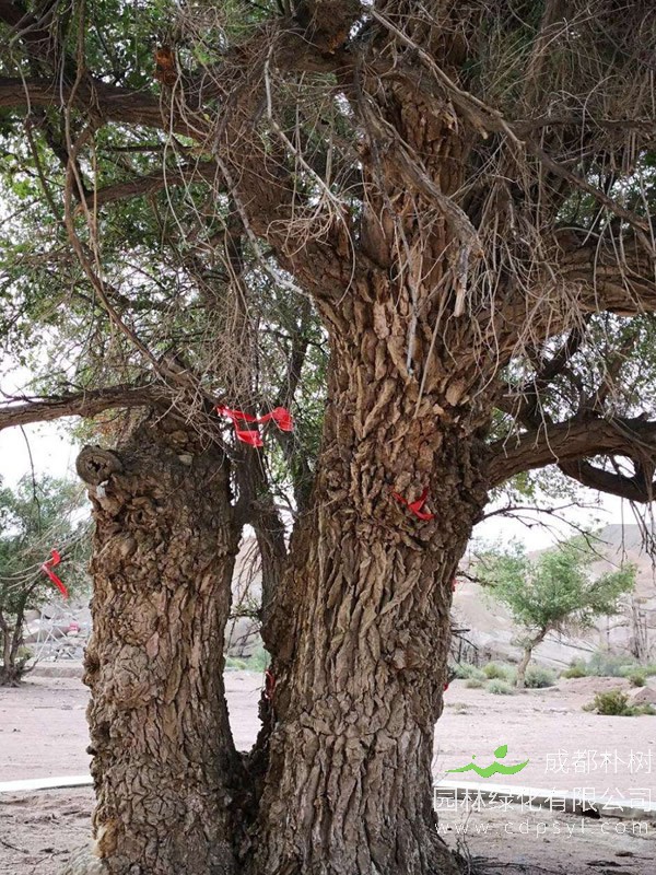 龙爪榆移植需注意哪些事项？
