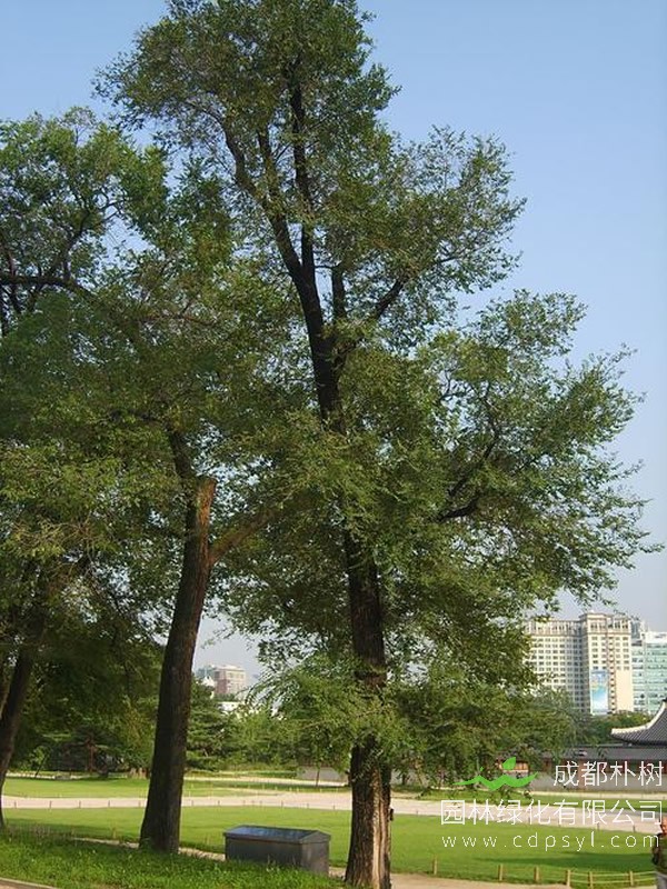 龙爪榆繁殖方法、栽培技术以及病虫防治介绍