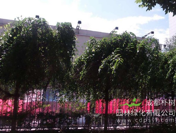 龙爪榆繁殖方法、栽培技术以及病虫防治介绍