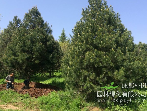 白皮松价格-图片-形态特征-生长习性以及主要价值