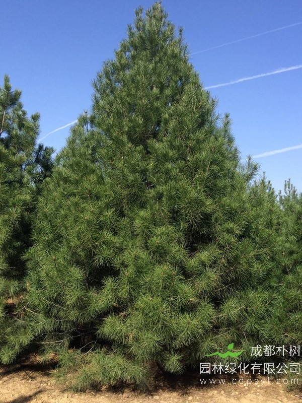 白皮松这种植物名称的由来，白皮松为什么叫白皮松？