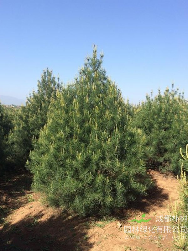 白皮松树叶发黄而死是什么原因？