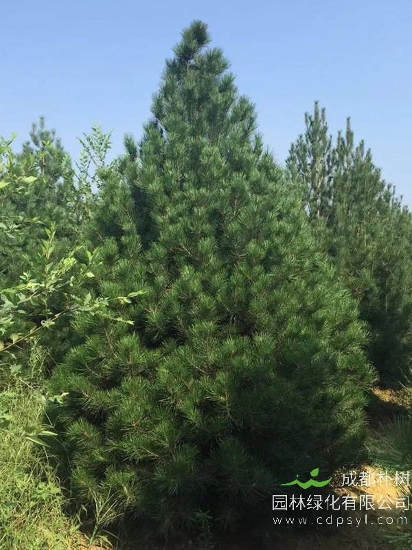 白皮松树有哪些作用？白皮松的价值有哪些？