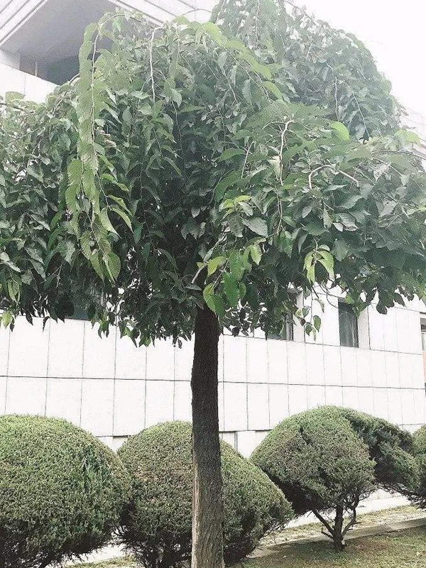 龙爪榆有哪些作用？