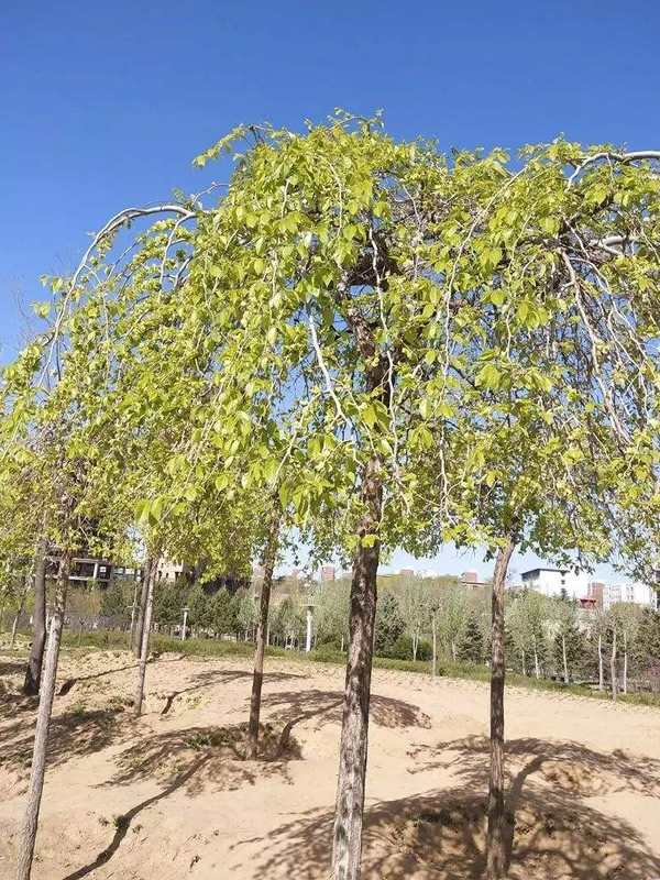 龙爪榆的生长习性是怎样的？