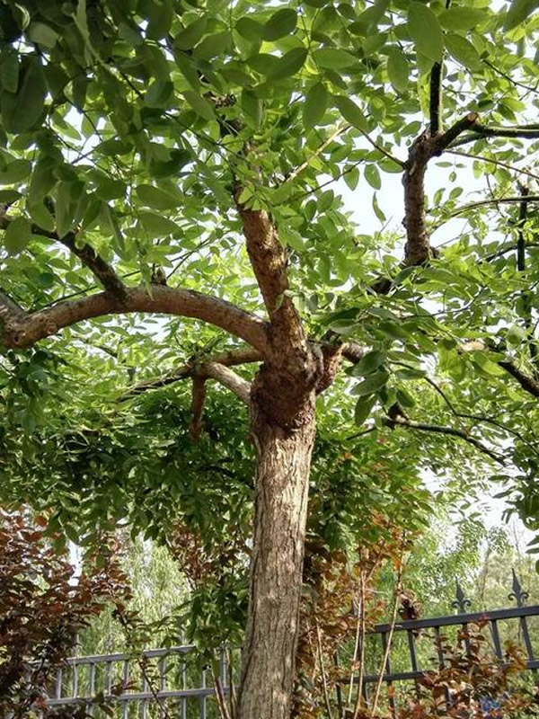 龙爪榆的榆钱能吃吗？