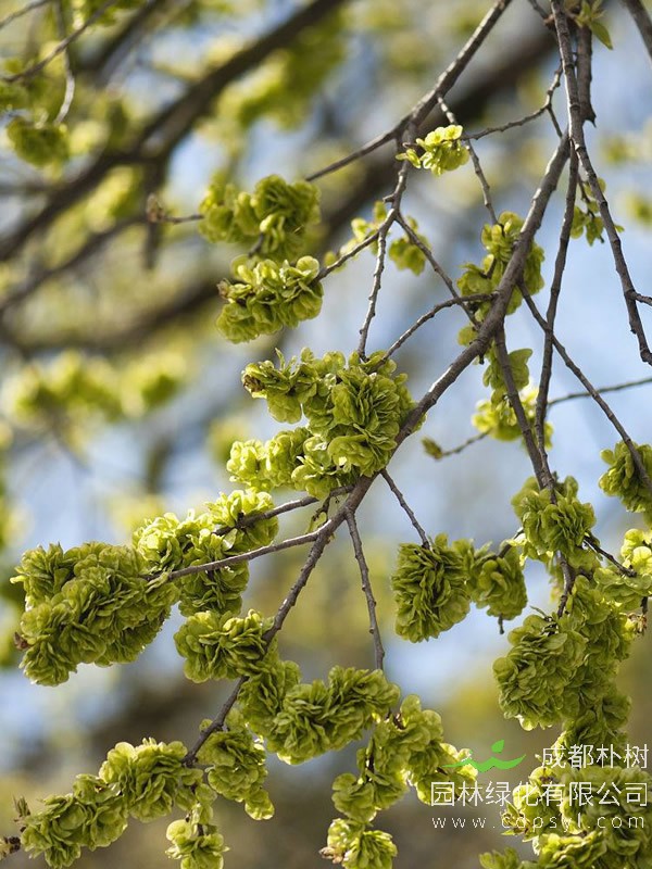 榆树的价格-图片-形态特征-主要品种-主要价值以及植物文化