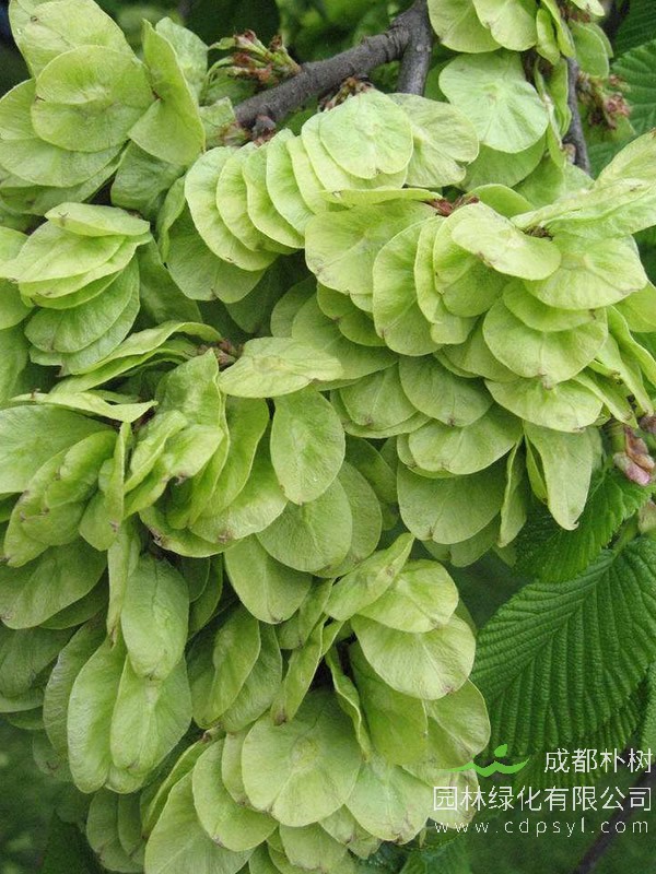 榆树的价格-图片-形态特征-主要品种-主要价值以及植物文化