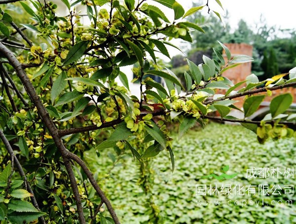 榆树有什么风水讲究吗？榆树有哪些风水作用？