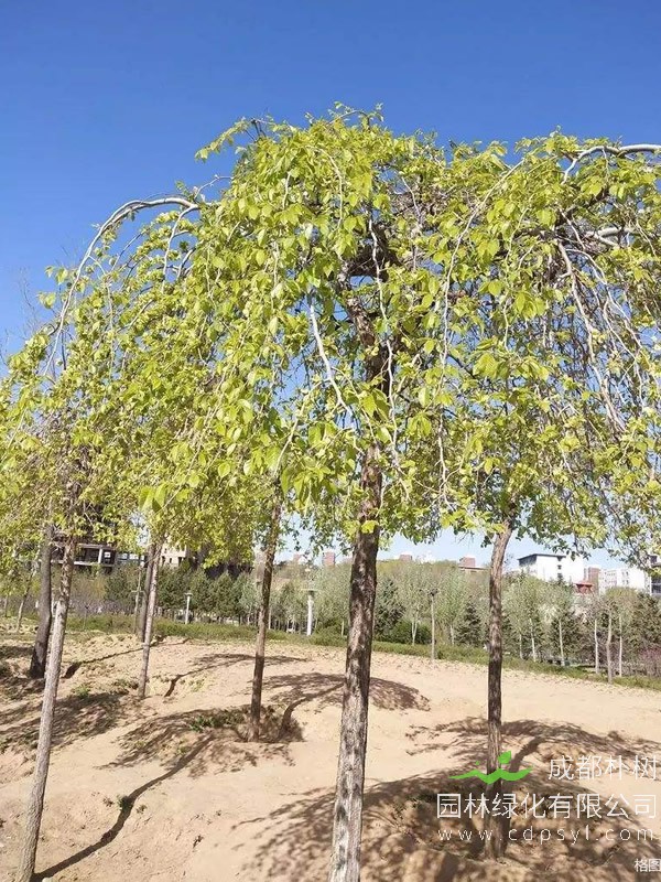 垂枝榆价格-图片-形态特征以及主要价值介绍