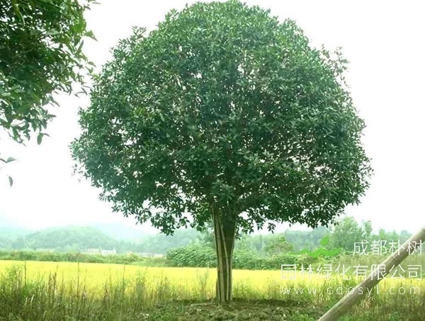 桂花树什么时候开花？