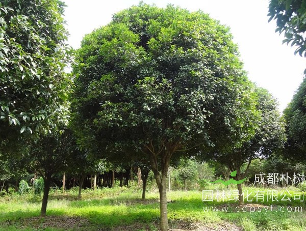 桂花树有什么种类？