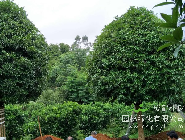 桂花树适合在什么气候生长？