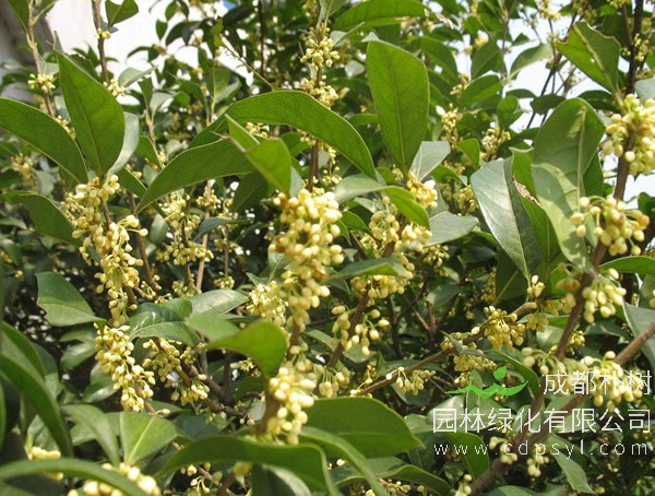 桂花树有什么象征意义？