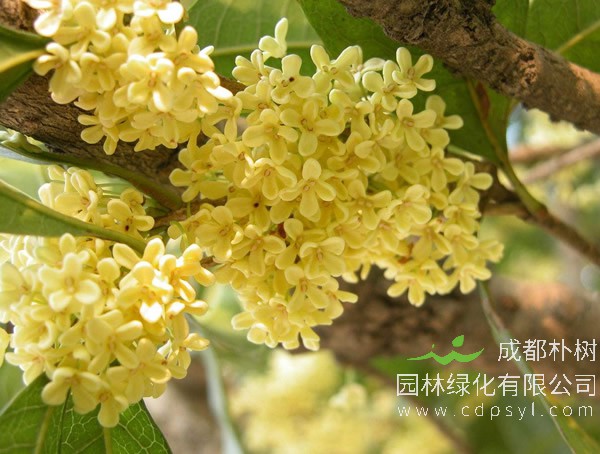 桂花树的繁殖方式、栽培技术以及病虫防治介绍