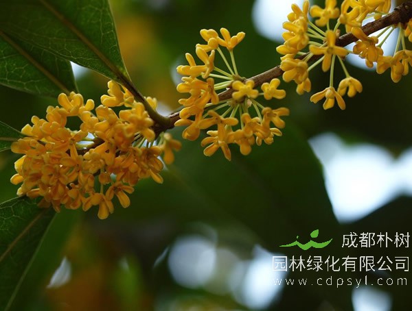 桂花树的繁殖方式、栽培技术以及病虫防治介绍