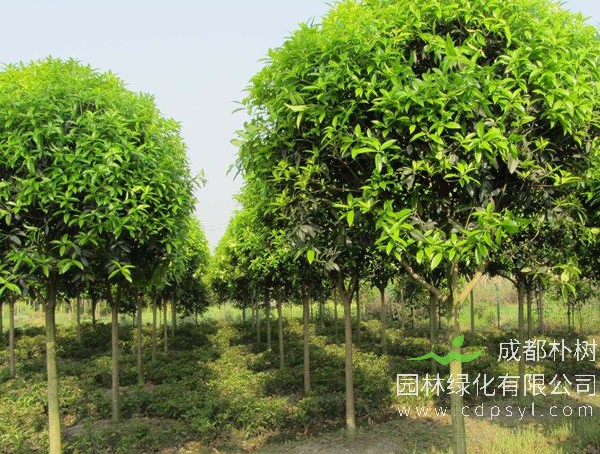 桂花树的繁殖方式、栽培技术以及病虫防治介绍