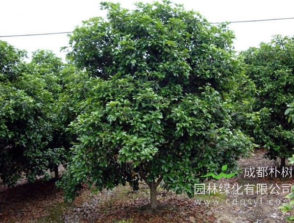 四季桂花喜欢阳光还是喜欢阴？