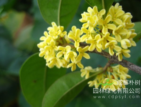 四季桂花的繁殖方法、栽培技术以及病害防治介绍