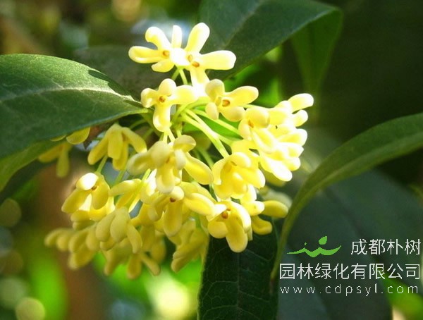 四季桂花和金桂有什么区别？