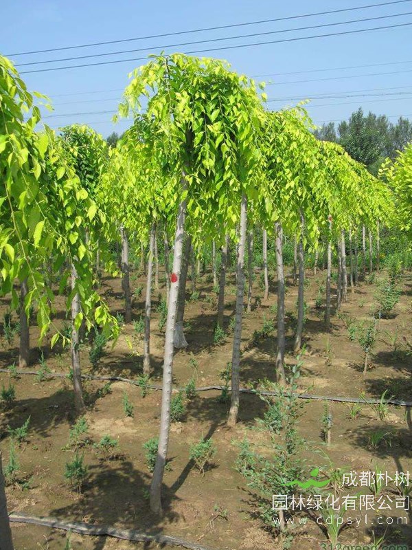 垂枝榆繁殖方法、栽培技术以及病虫防治介绍