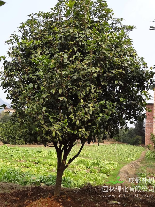 四季桂价格-图片-形态特征-分布范围-主要品种-生长习性-以及主要价值