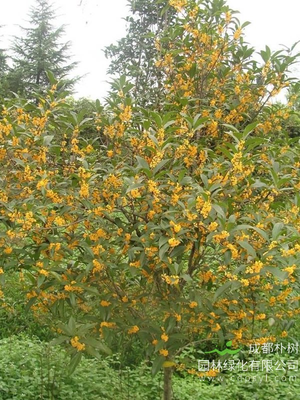 四季桂价格-图片-形态特征-分布范围-主要品种-生长习性-以及主要价值