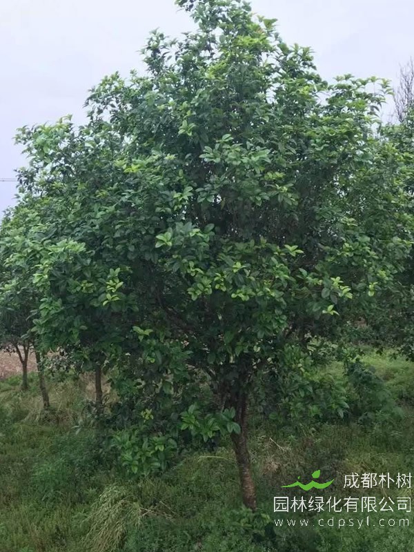 四季桂繁殖方法以及栽培养护介绍