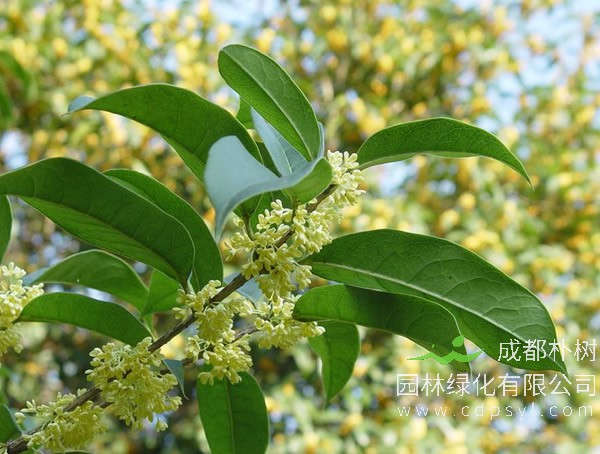 四季桂繁殖方法以及栽培养护介绍