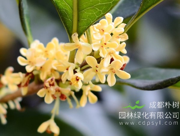 月桂价格-图片-形态特征-生长环境-主要价值以及花语