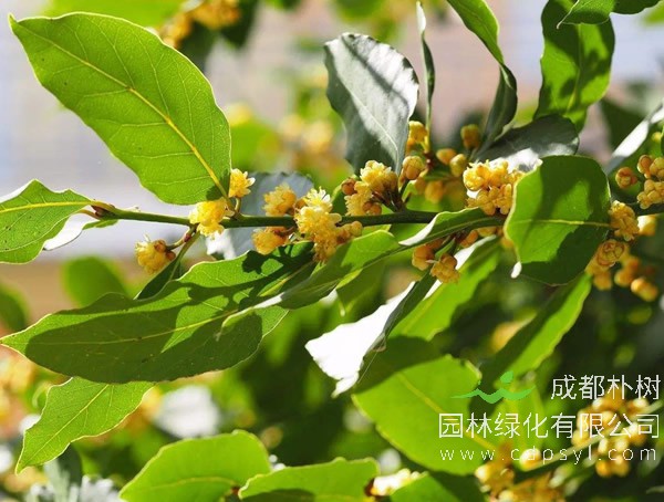 月桂价格-图片-形态特征-生长环境-主要价值以及花语