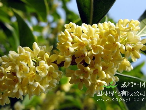 月桂和桂花有什么区别？