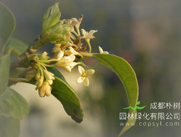 盆栽月桂怎么养？