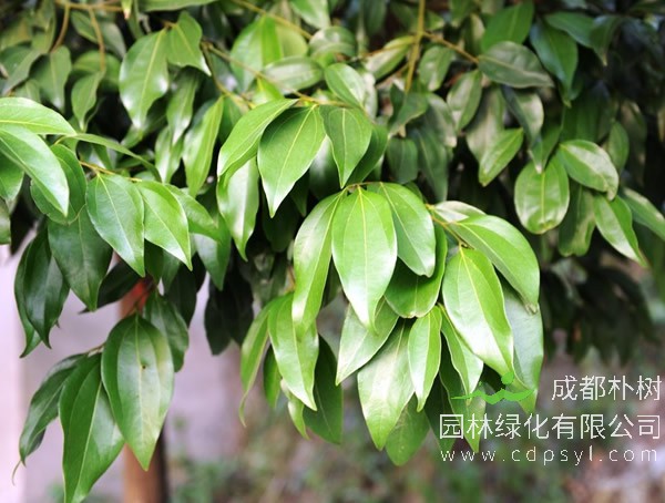 月桂的叶子为什么会发黄发干？