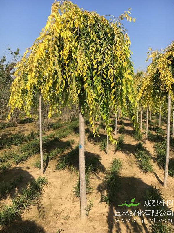 垂枝榆的嫁接方法有哪些？