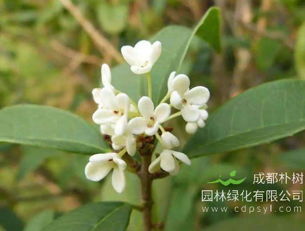 月桂的养护方法有哪些？