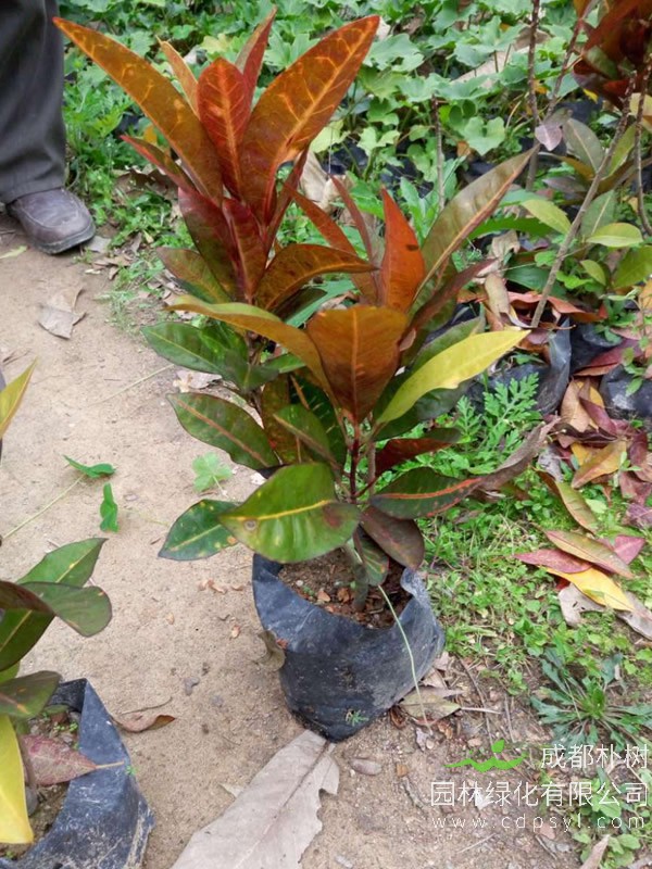 月桂每年的开花时间是多少，月桂花期是多久？