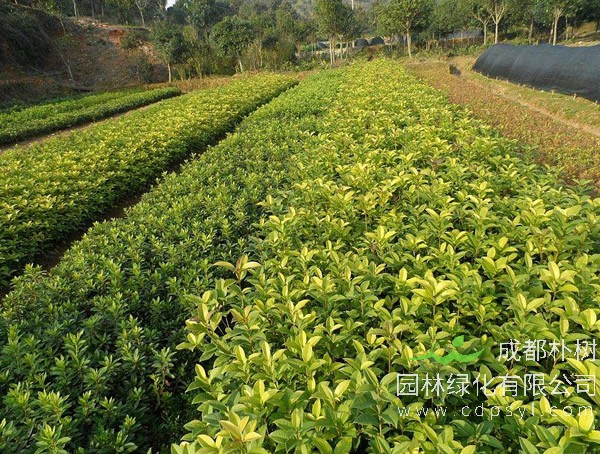 月桂的移栽要点有哪些？