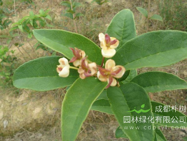 天香台阁桂花价格-图片-形态特征-生长环境-分布地区以及植物文化